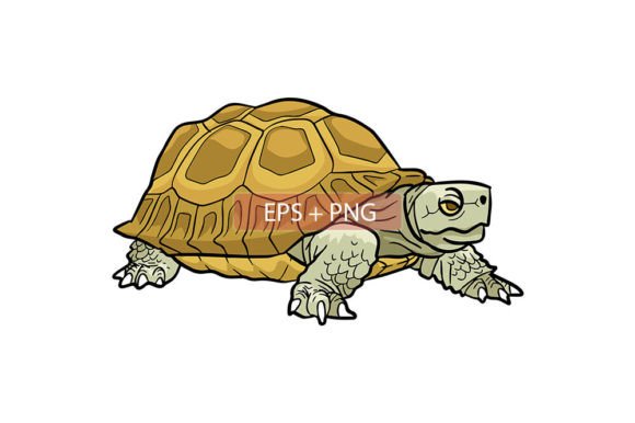 Tortoise Animal Illustration