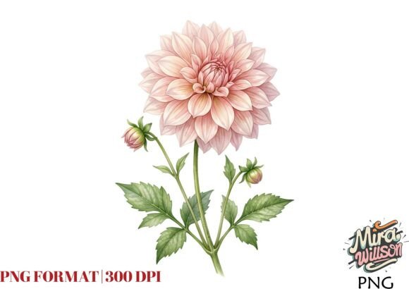 Watercolor Powder Pink Dahlia Spray PNG